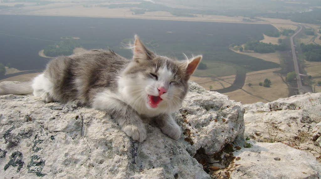 Кошка забралась на гору, чтобы убедиться, что у движения нет массы